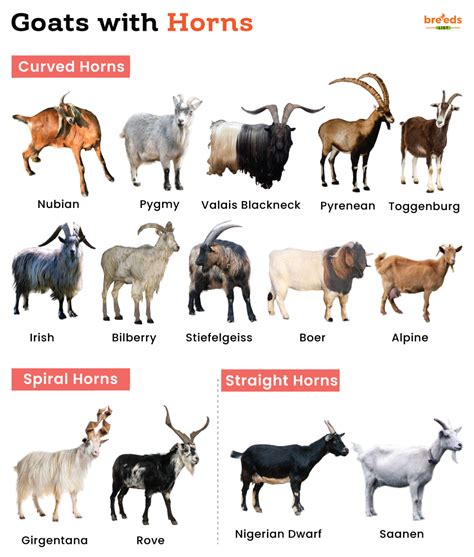 rdr2 goats|4 horned goat breed.